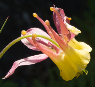 Western Columbine, Boulder Creek Falls photo