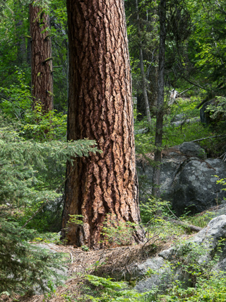 Ponderosa Pine, Boulder Creek Falls photo