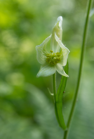 Orchid, Boulder Creek Falls photo