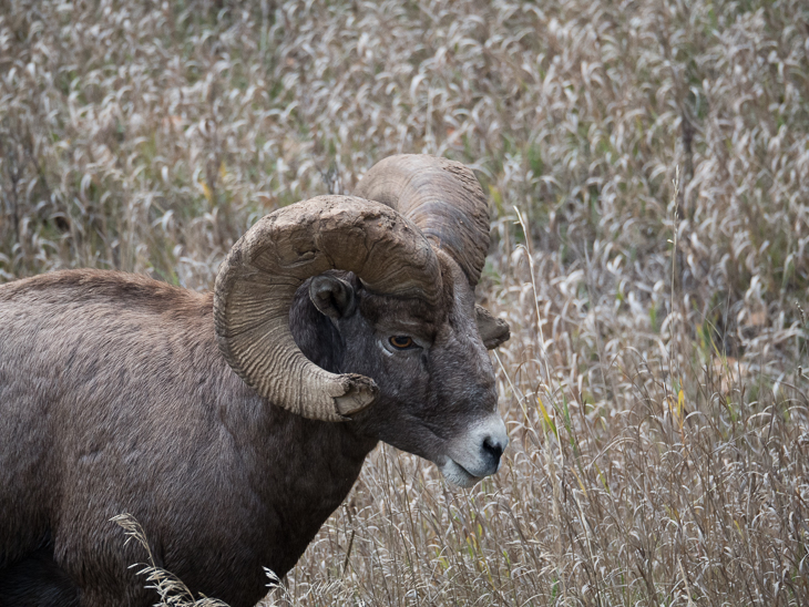 Bighorn Sheep Ram, Bighorn Sheep Rams photo