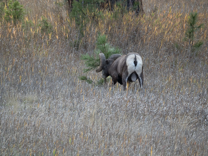 Bighorn Sheep Ram, Bighorn Sheep Rams photo