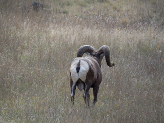 Bighorn Sheep Ram, Bighorn Sheep Rams photo