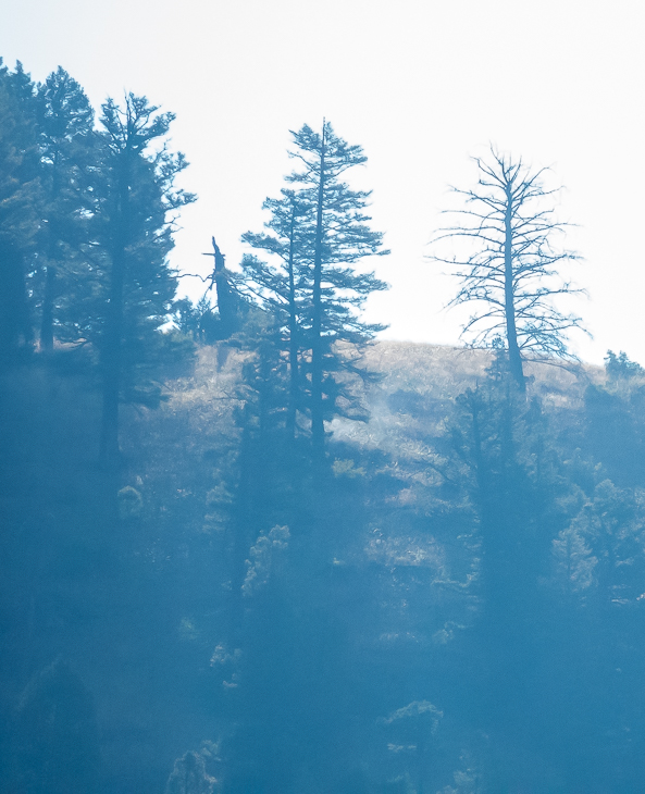 Lightning Struck Tree, Goat Creek Fire photo