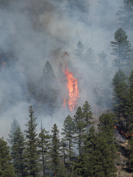 Crown Fire, Goat Creek Fire photo