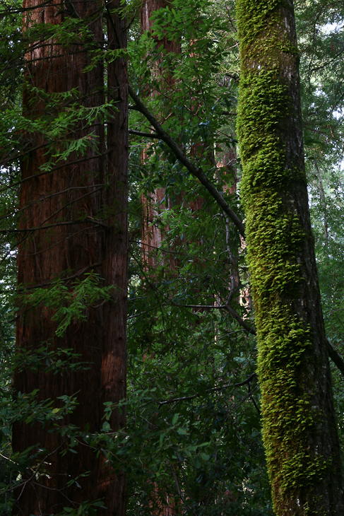Redwood Forest, California Coast photo