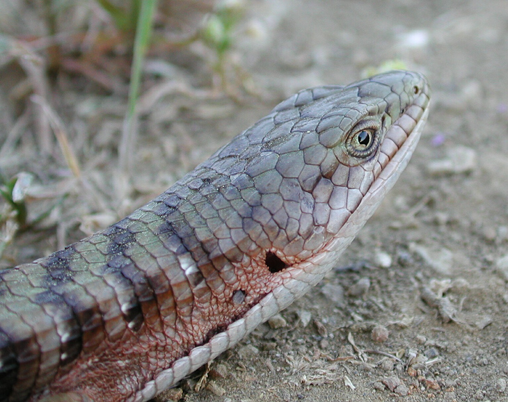 Alligator Lizard, Macro Nature photo