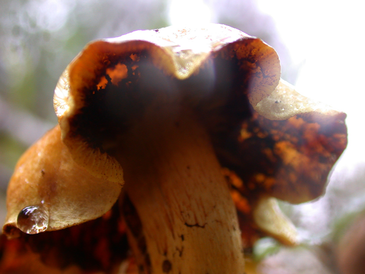 Mushroom, Macro Nature photo