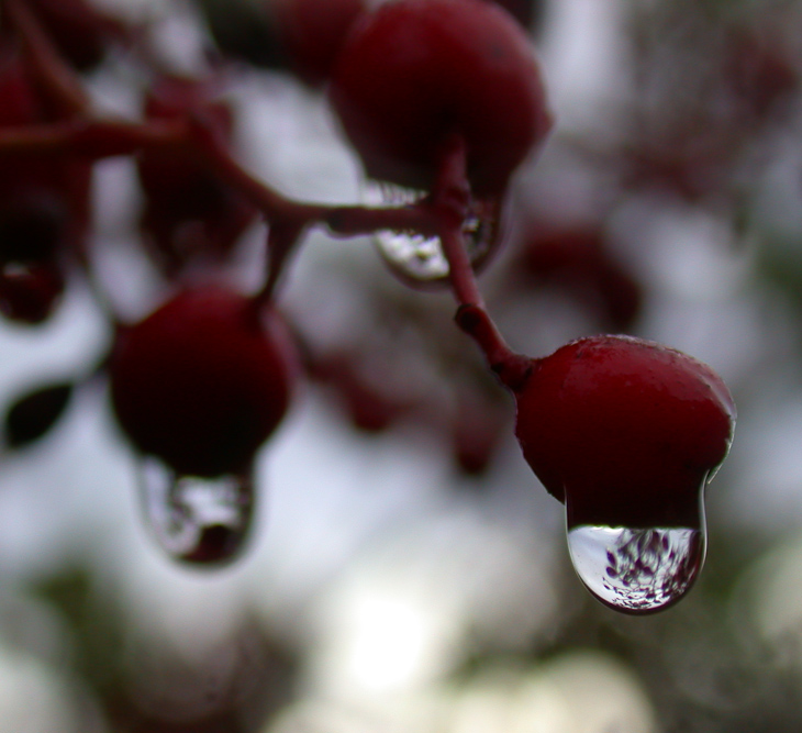 Dripping Berries, Macro Nature photo