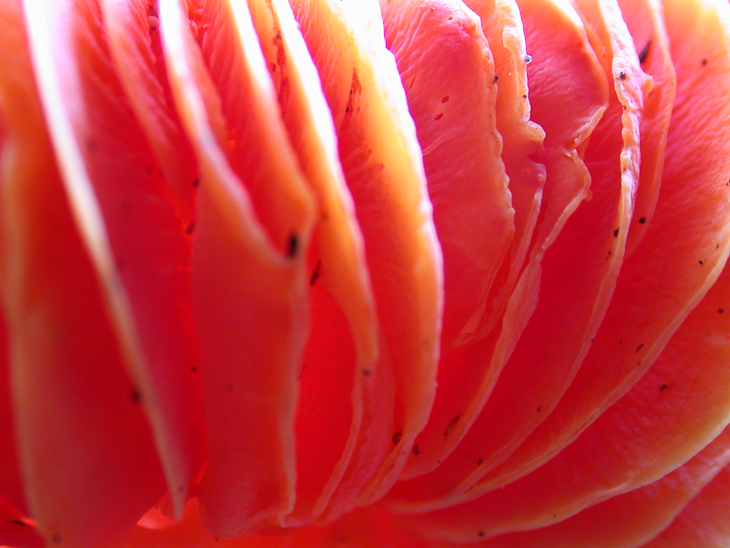 Pink Mushroom, Macro Nature photo