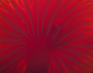 Under the Mushroom Cap, Macro Nature photo