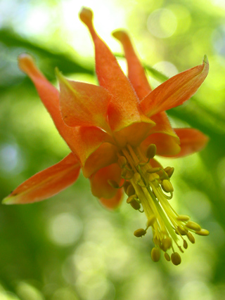 Crimson Columbine, Macro Nature photo